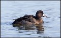 _0SB1109 greater scaup